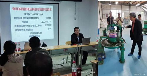 西盟縣農科服務團佤鄉傳授茶科技，信息技術咨詢服務助力鄉村全面振興